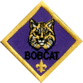 bobcat